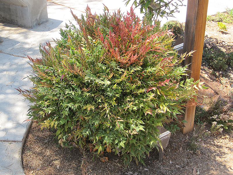Microplant